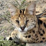 a spotted cat with big ears
