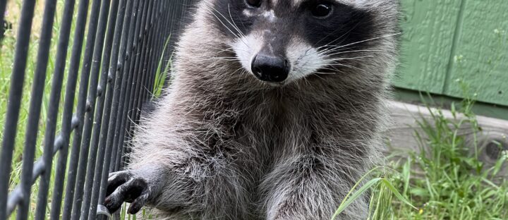 A Tale of Compassion, Challenges, and New Beginnings