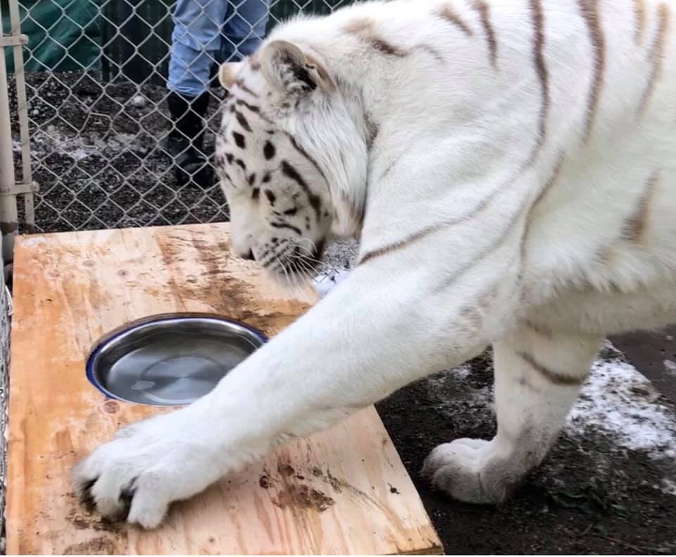 a white tiger scratching on a box with a bowl in it