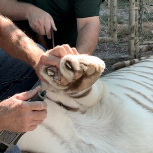 veterinarian using a Dremel to smooth a white tigers claw