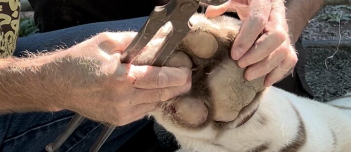 When a Tiger Needs a Manicure: Nalin’s Medical Journey