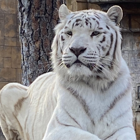 A white tiger Nalin looking to his right at Cat Tales Wildlife Center