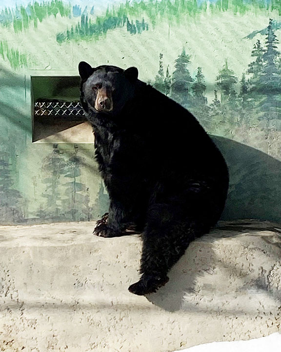 Black bear Oso sitting by the pool at Cat Tales Wildlife Center.