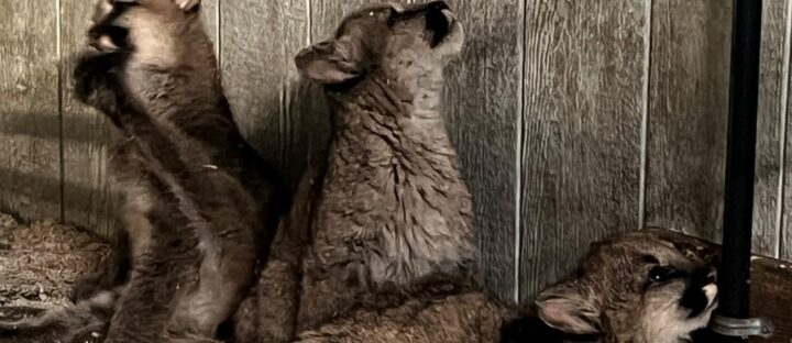 Caring for Orphaned Puma Cubs