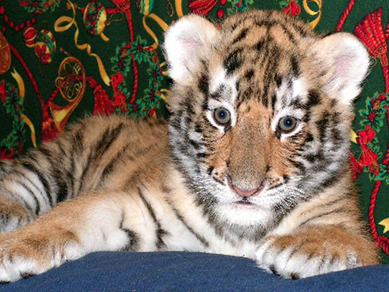 Tuga the Siberian Tiger cub at Cat Tales Wildlife Center.