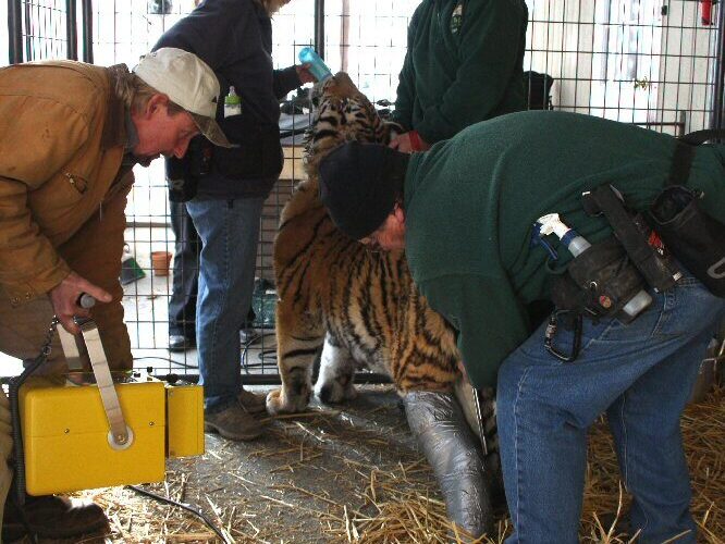 Tuga the Siberian Tiger and Cat Tales veterinary staff during x-ray of tiger leg.