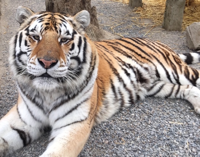 Siberian Tiger Tuga relaxing at Cat Tales Wildlife Center.